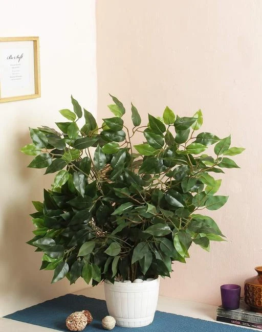 Checkout this latest Artificial Plant, Flower and Shrubs
Product Name: *WELL ART GALLERY Artificial Silk ficus Leaf Autumn Fall Leaves set of 6 for Wedding House Party Decorations - green, 60cm*
Country of Origin: India
Easy Returns Available In Case Of Any Issue


Catalog Rating: ★4 (63)

Catalog Name: Classic Plants
CatalogID_7057639
C127-SC1610
Code: 243-29453494-995