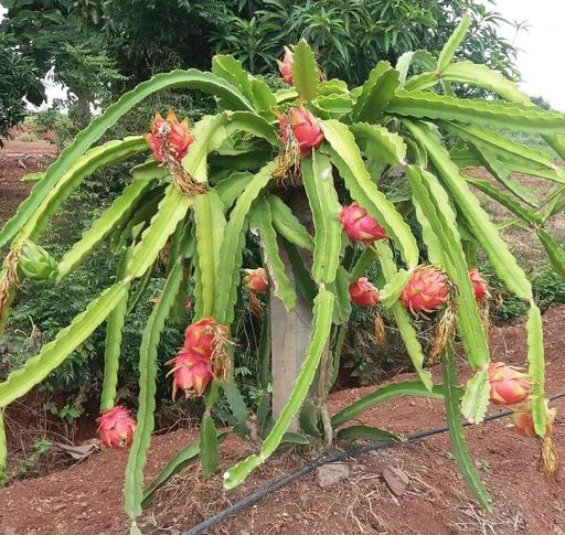Checkout this latest Fruit & Fruit Trees
Product Name: *Dragon Fruit Live Plant in Grow Bags*
Product Breadth: 0.5 Cm
Product Height: 0.5 Cm
Product Length: 0.5 Cm
Add Ons: Na
Net Quantity (N): Pack Of 1
6