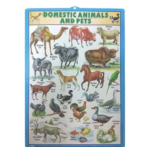  - Educational 3d Embossed Early Learning Wall Charts Pack Of 5 Wild